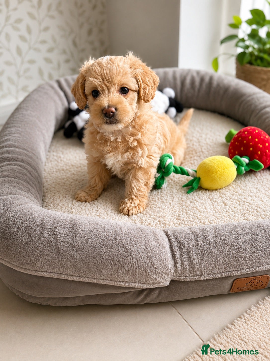 Maltipoo dogs *Ready to leave* Boy Maltipoo puppy for sale  - Advert 8