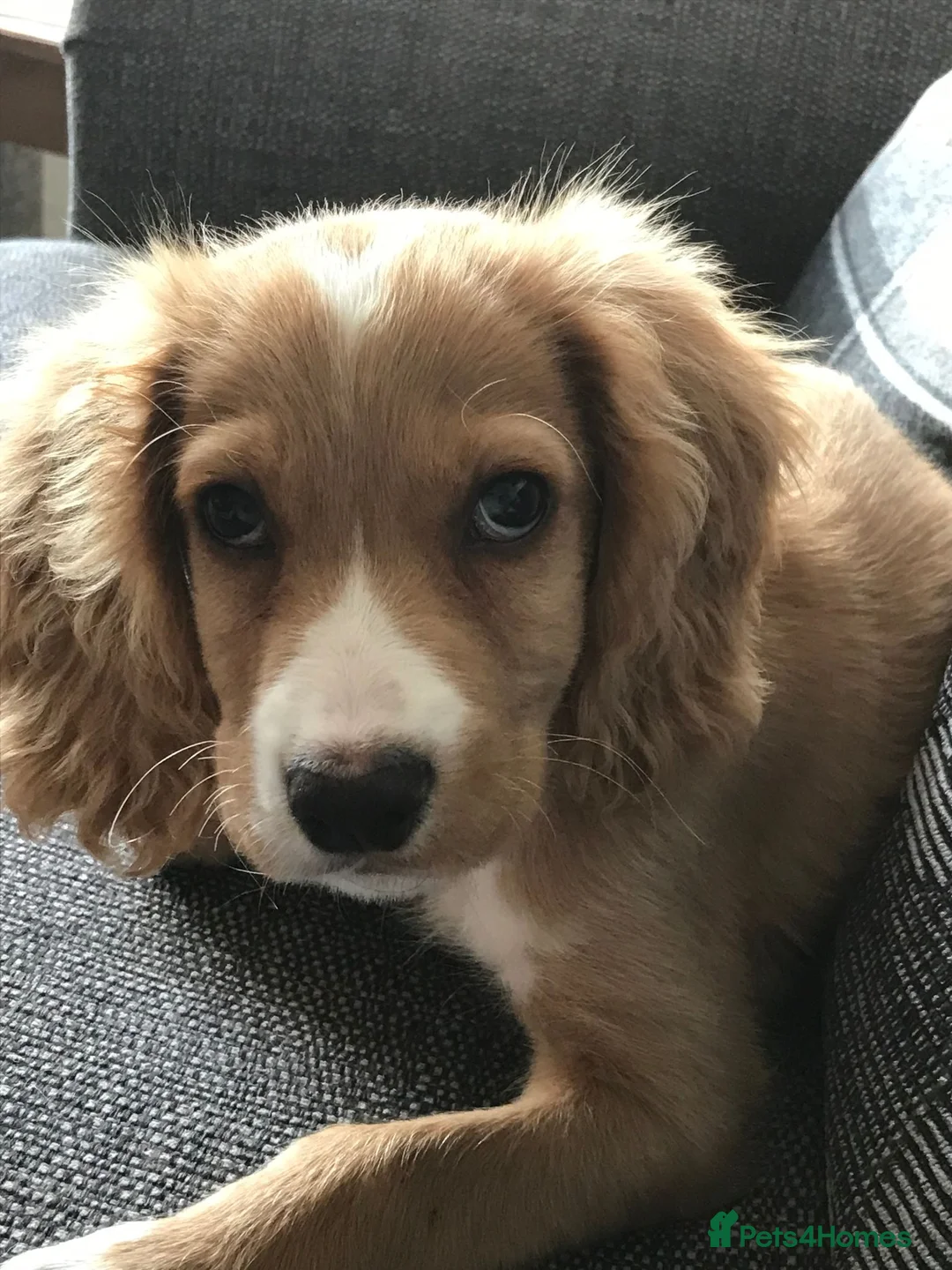 Cocker Spaniel dogs for sale: Marley PLEASE READ DESCRIPTION BEFORE MESSAGING. in Walsall - Advert 2