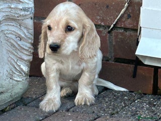 Cocker Spaniel dogs - Advert 6