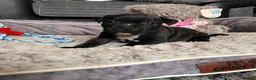 Staffordshire Bull Terrier dogs for sale: Show quality Brindle boys - last available £1300 - Advert 14