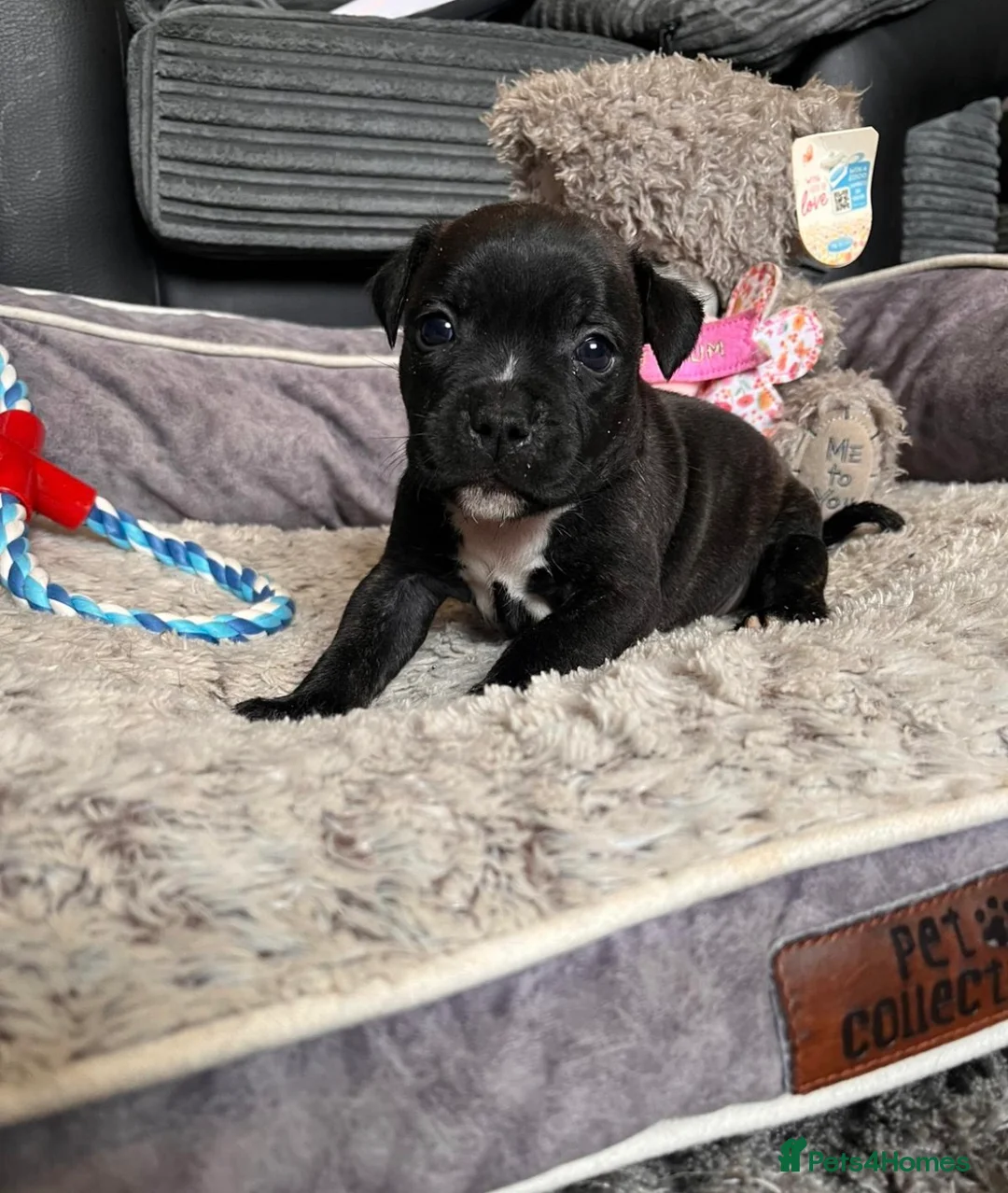 Staffordshire Bull Terrier dogs for sale: Show quality Brindle boys - last available £1300 - Advert 14
