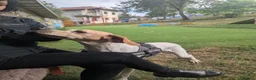 Mixed Breed dogs for adoption: ANJO  - Advert 3