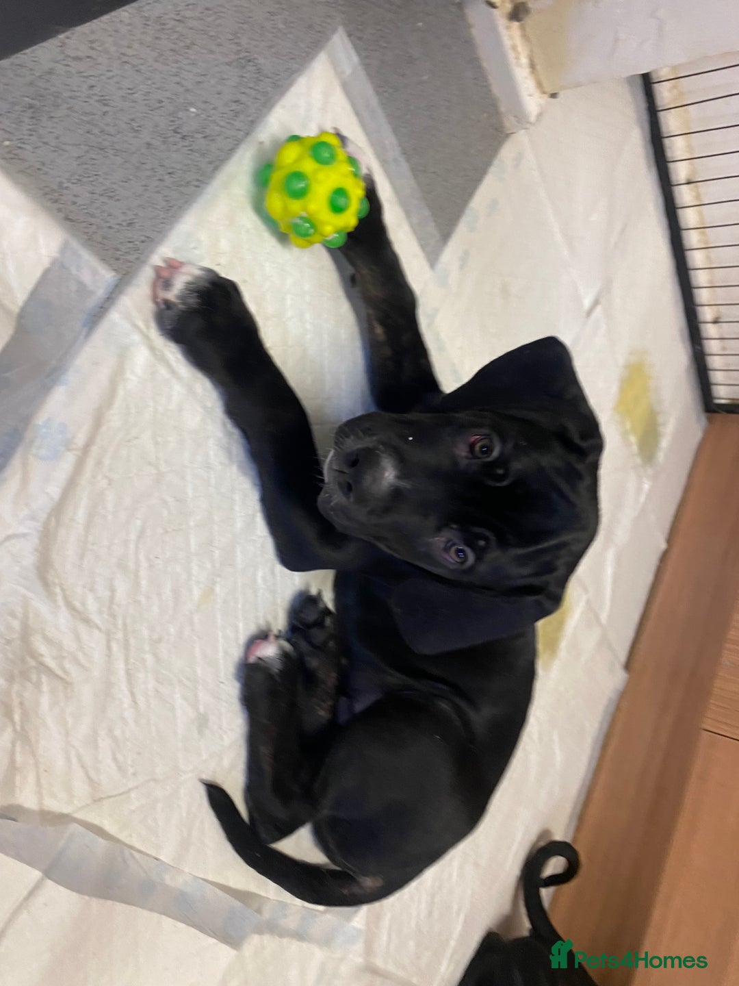 Cane Corso dogs for sale: 🐾 Beautiful Cane Corso Puppies – Ready Soon! 🐾 - Advert 11