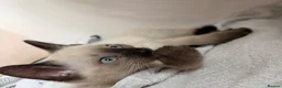 Siamese cats for sale: Siamese x kitten  - Advert 4