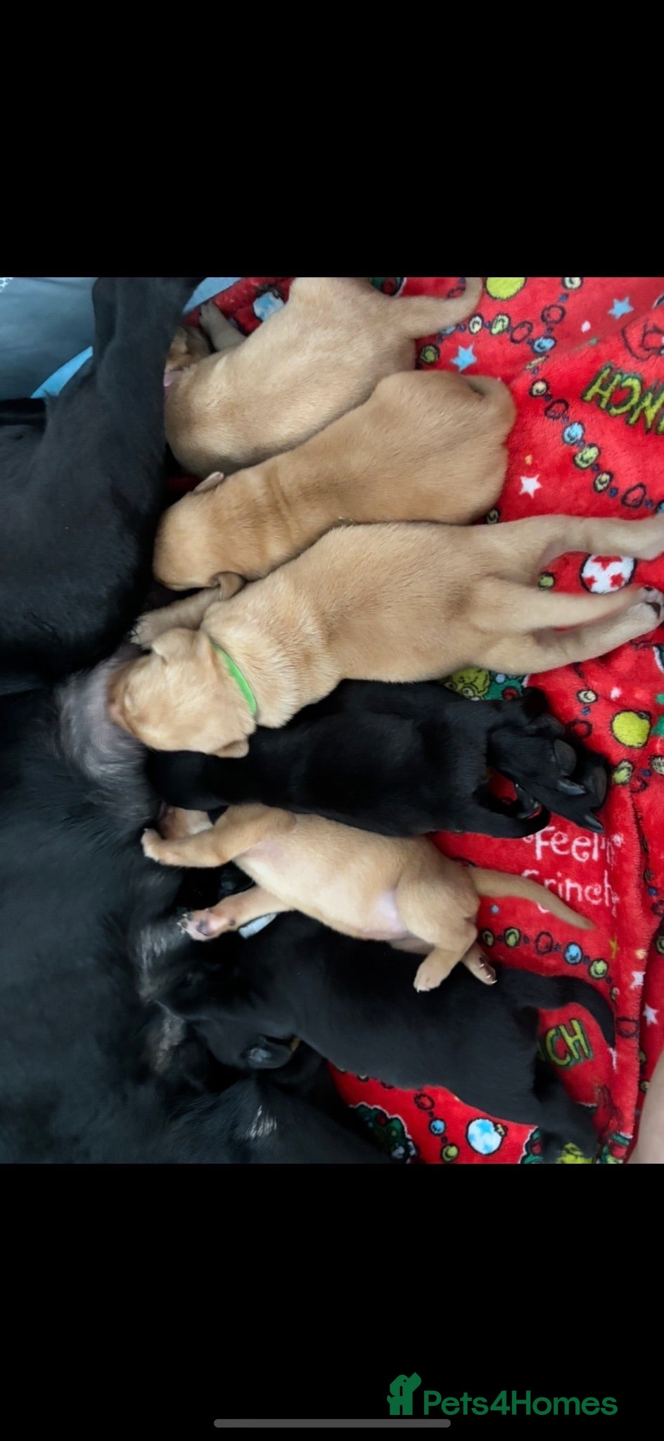 Labrador Retriever dogs for sale: Labrador puppies  - Advert 1