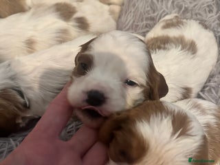 Mixed Breed dogs Cockalier puppies - Advert 11