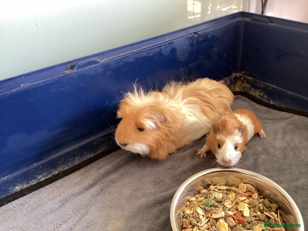 Guinea Pig rodents for sale: Female Guinea pigs for sale - Image 2