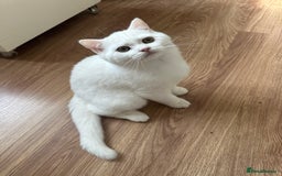 British Longhair cats for sale: Gorgeous British Longhair & Shorthair Kittens - Image 31