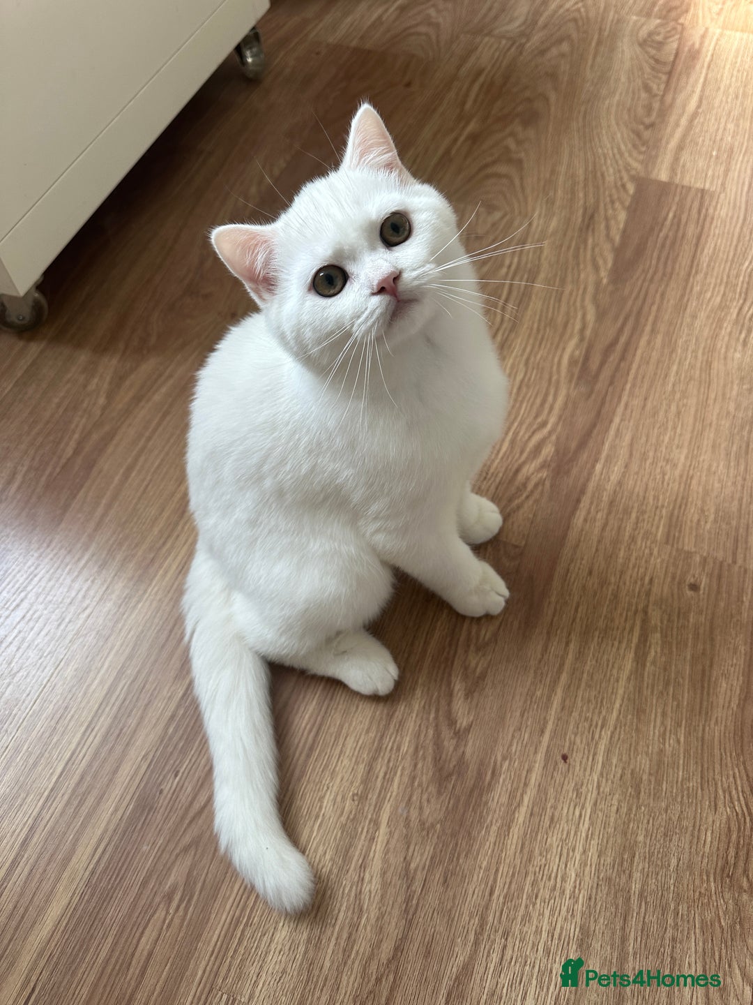 British Longhair cats for sale: Gorgeous British Longhair & Shorthair Kittens - Image 31