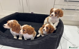 Cavalier King Charles Spaniel dogs for sale: Beautiful cavaliers looking for forever homes - Image 21