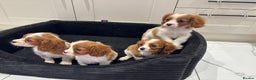 Cavalier King Charles Spaniel dogs for sale: **Reduced** last girl looking for forever home - Advert 21
