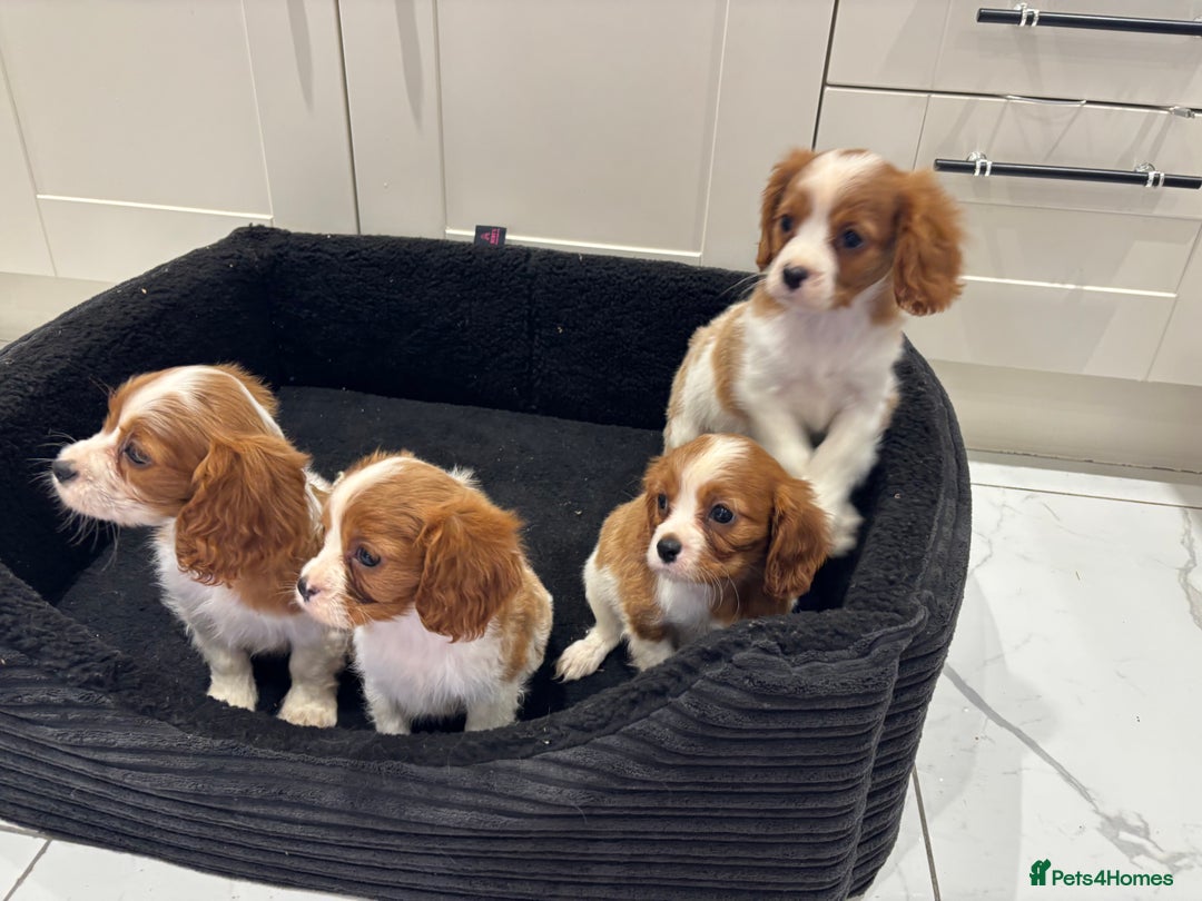 Cavalier King Charles Spaniel dogs for sale: Beautiful cavaliers looking for forever homes - Image 21