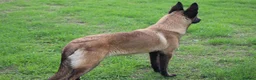 Belgian Shepherd Dog dogs for sale: Black mask mali pup - Advert 10