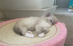 Ragdoll cats for sale: Four beautiful Ragdoll kittens available 🐾 - Image 3