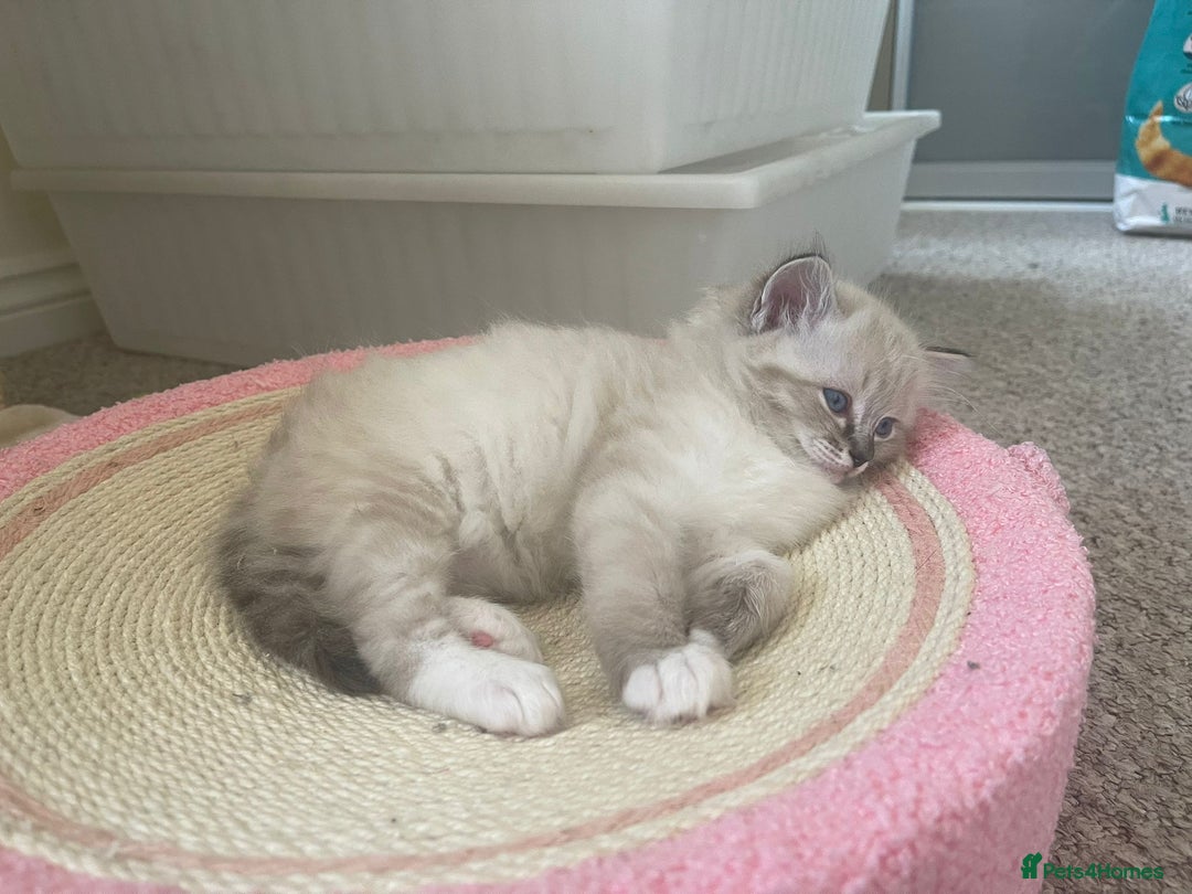 Ragdoll cats for sale: Four beautiful Ragdoll kittens available 🐾 - Image 3