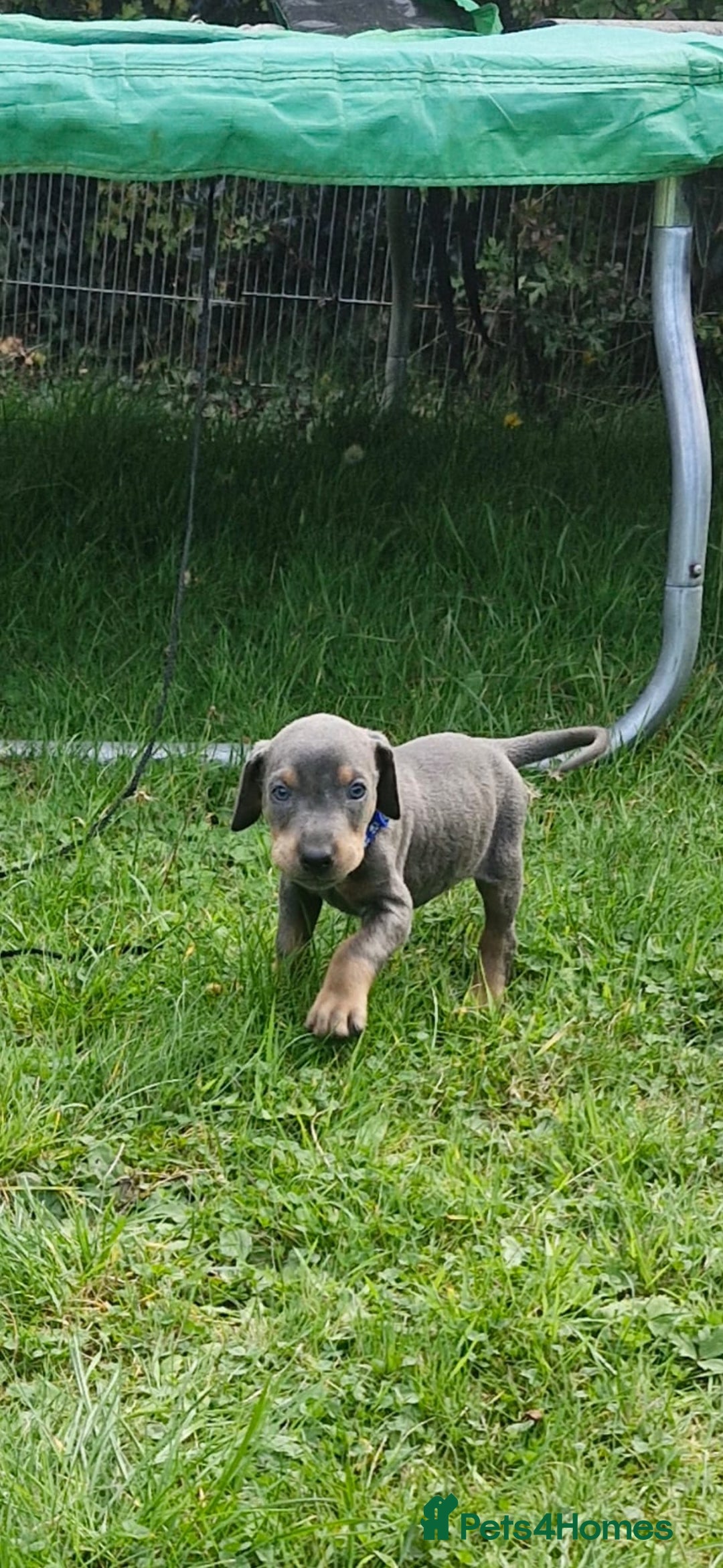 Dobermann dogs for sale: ⭐️⭐️⭐️⭐️⭐️x1Top bloodline.Dobermann puppy - Image 3