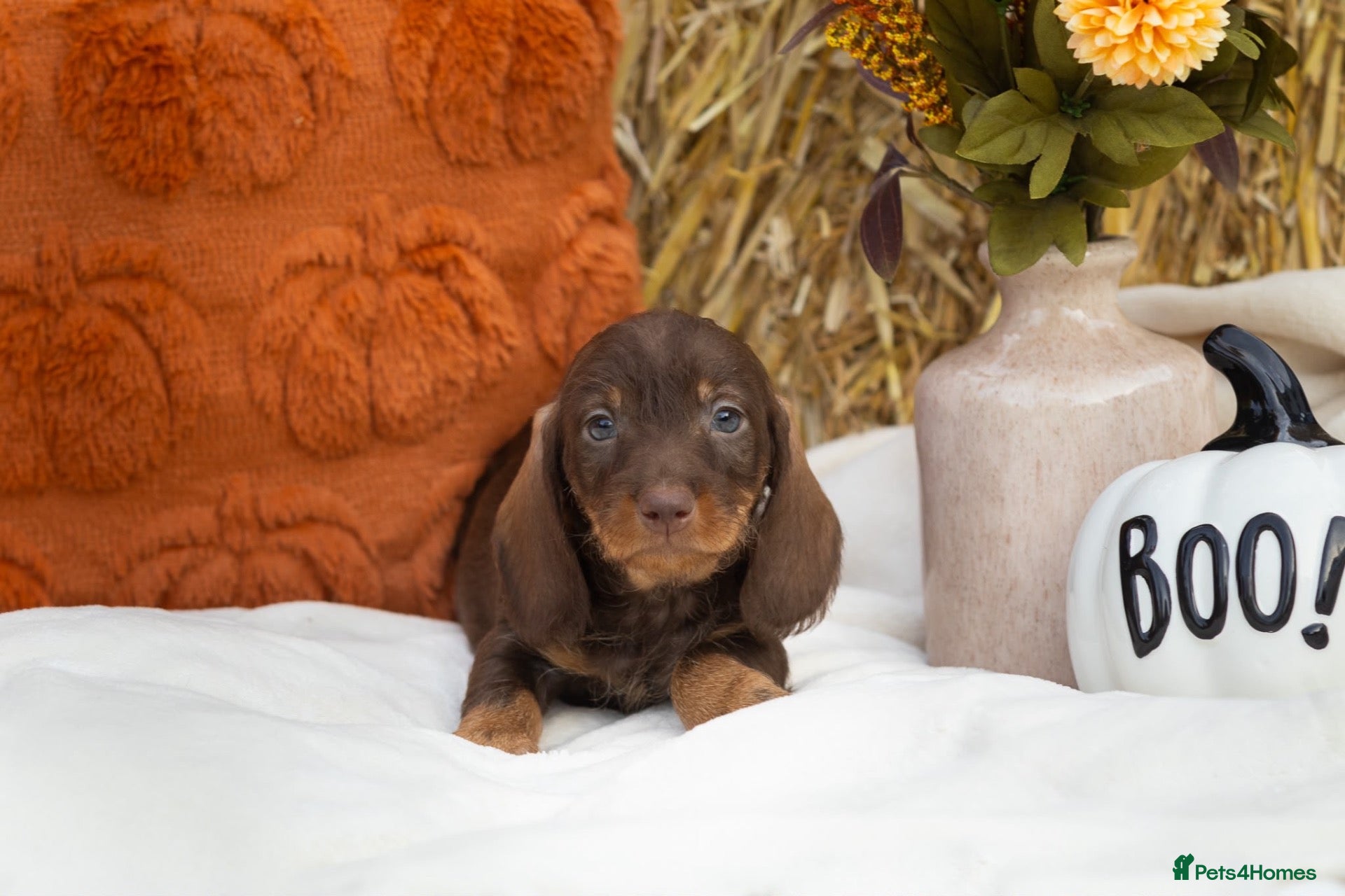 Dachshund dogs Standard Teckel wire haired Daschund’s   - Advert 1