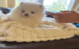 Pomeranian dogs for sale: 🐾✨ Rare White Extra Tiny Size Pomeranian Puppies  - Image 10