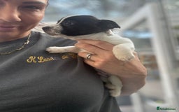 Mixed Breed dogs for sale: Jackahuahua - Image 4