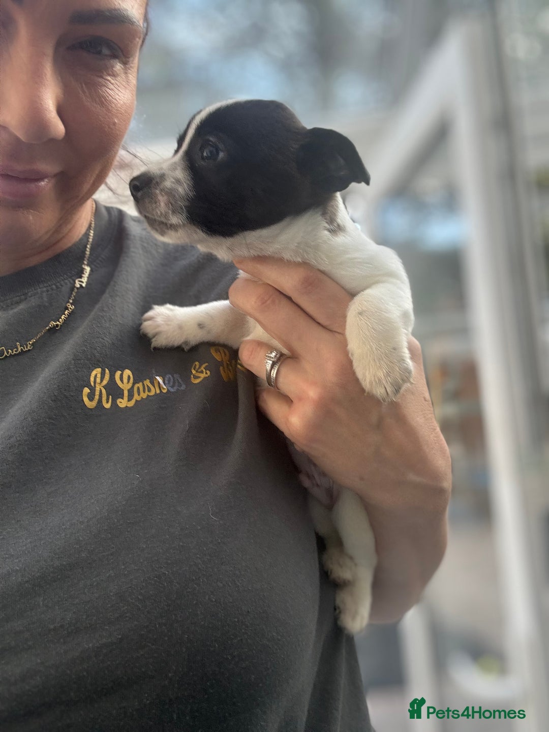 Mixed Breed dogs for sale: Jackahuahua - Image 4