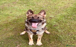 German Shepherd dogs for sale: German Shepherd female  - Advert 5