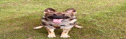 German Shepherd dogs for sale: German Shepherd female  - Advert 5