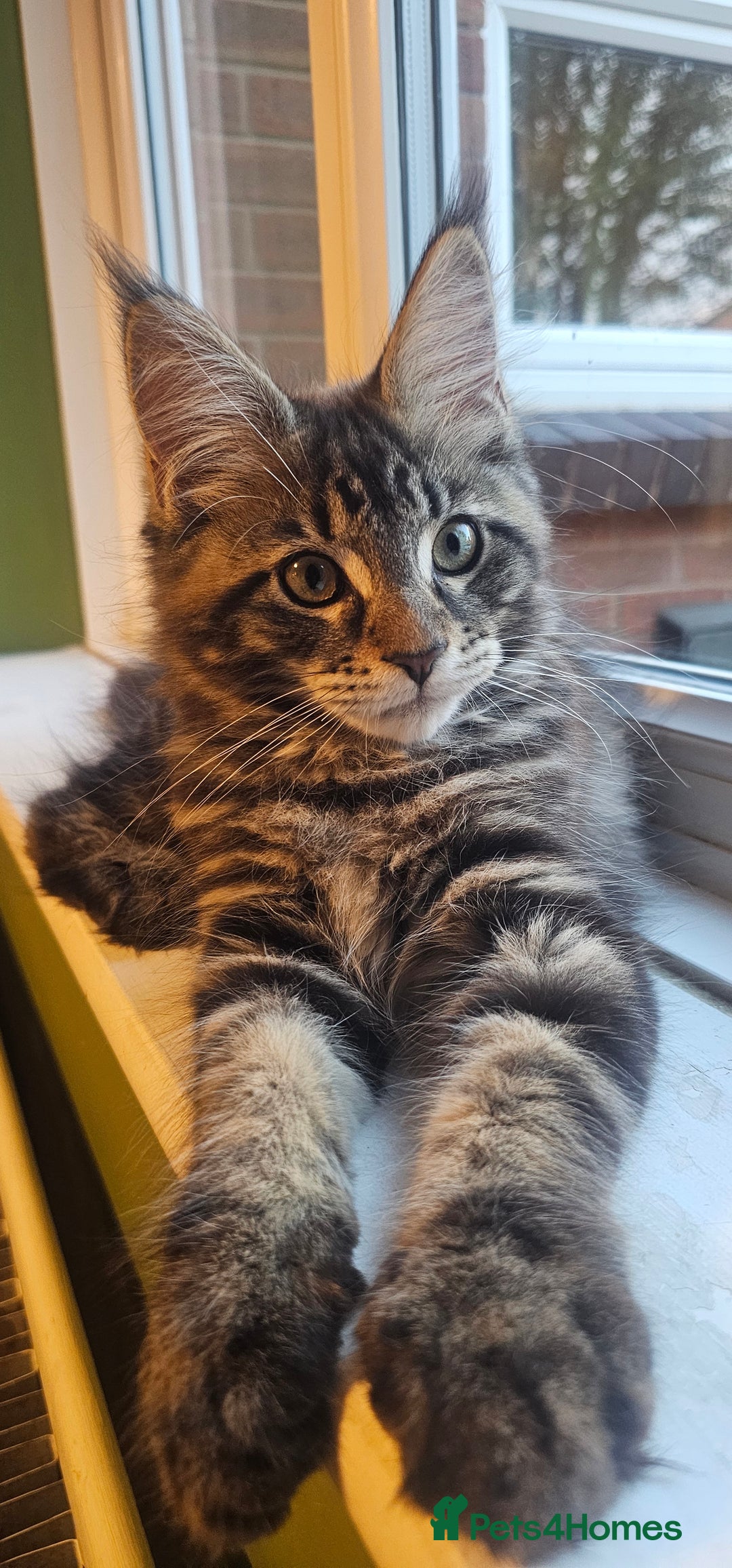 Maine Coon cats for sale: Purebred Maine Coon kittens from pedigree parents  in Lichfield - Image 1