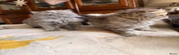 Scottish Fold cats for sale: Fluffy short legs show quality kittens available - Advert 12