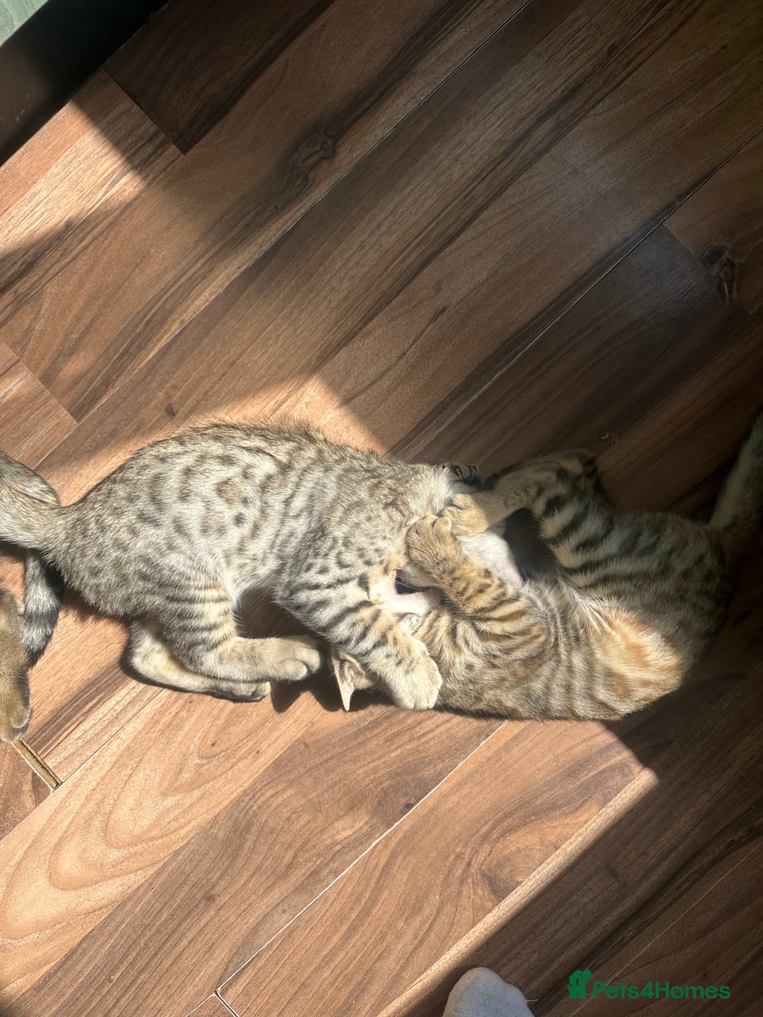 Mixed Breed cats for sale: Crossed BENGALS  - Image 17
