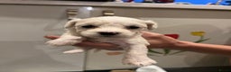 Bichon Frise dogs for sale: Adorable Bichon Frise x Bichon Maltese  - Advert 4