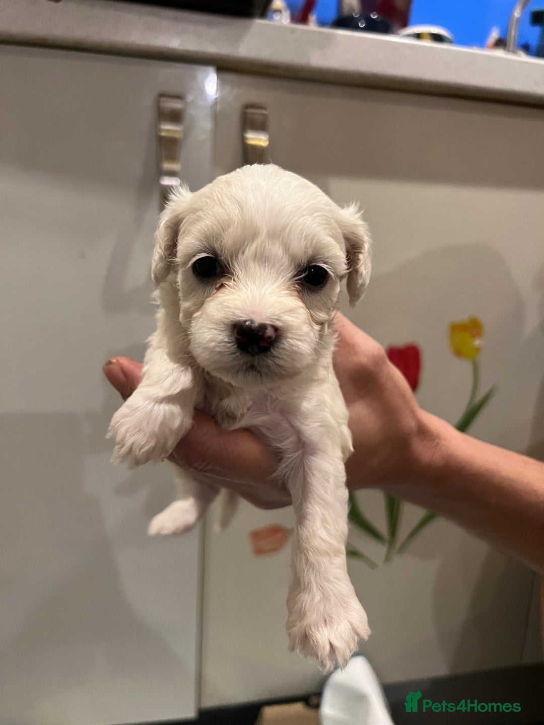 Bichon Frise dogs for sale: Adorable Bichon Frise x Bichon Maltese  - Advert 4