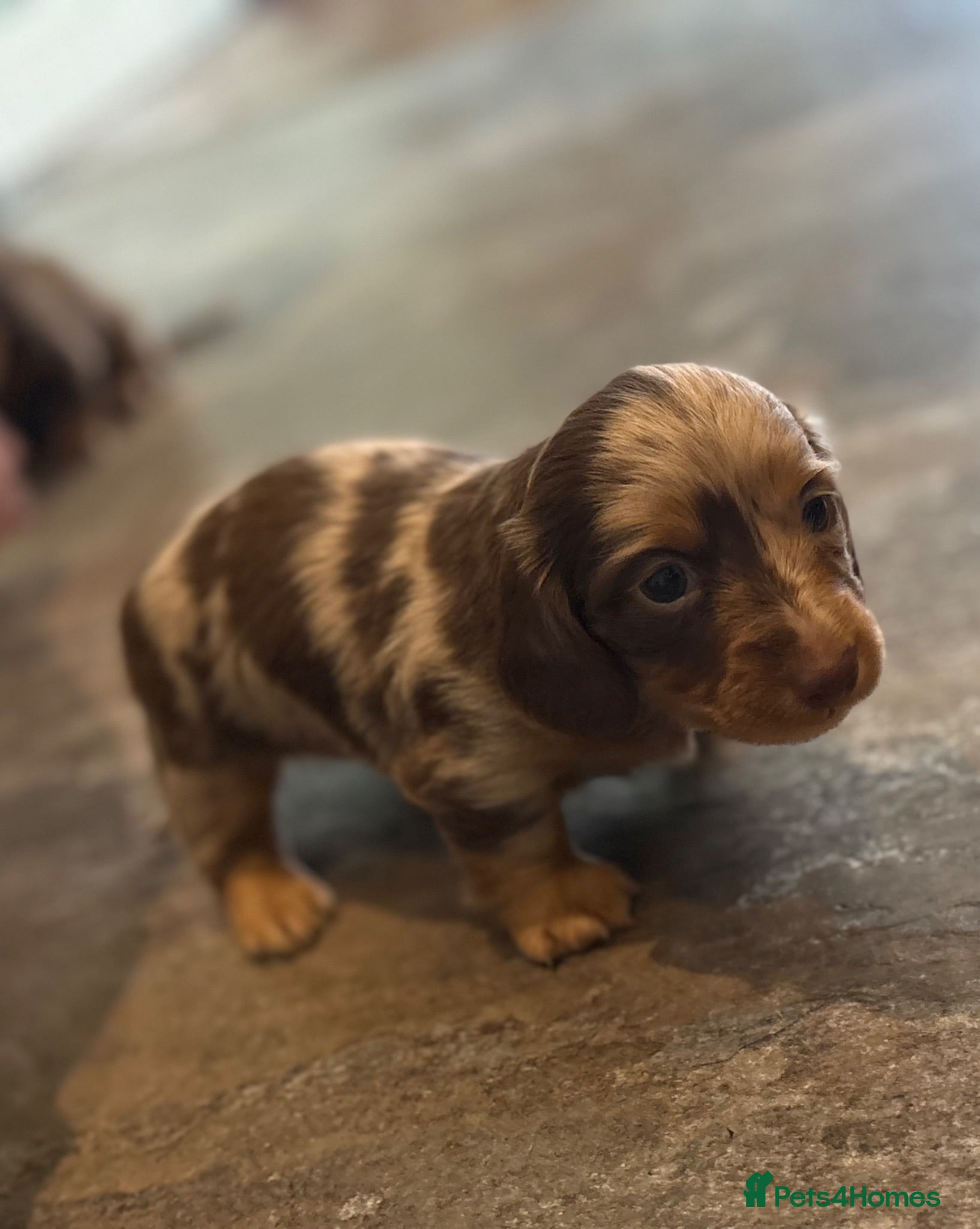 Miniature Dachshund dogs Stunning KC reg miniature dachshunds  - Advert 12