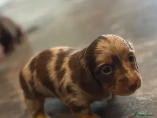 Miniature Dachshund dogs Stunning KC reg miniature dachshunds - Advert 14