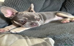 Dachshund dogs for sale: READ AD -Miniature daschund and Isabella Frenchie  - Image 2