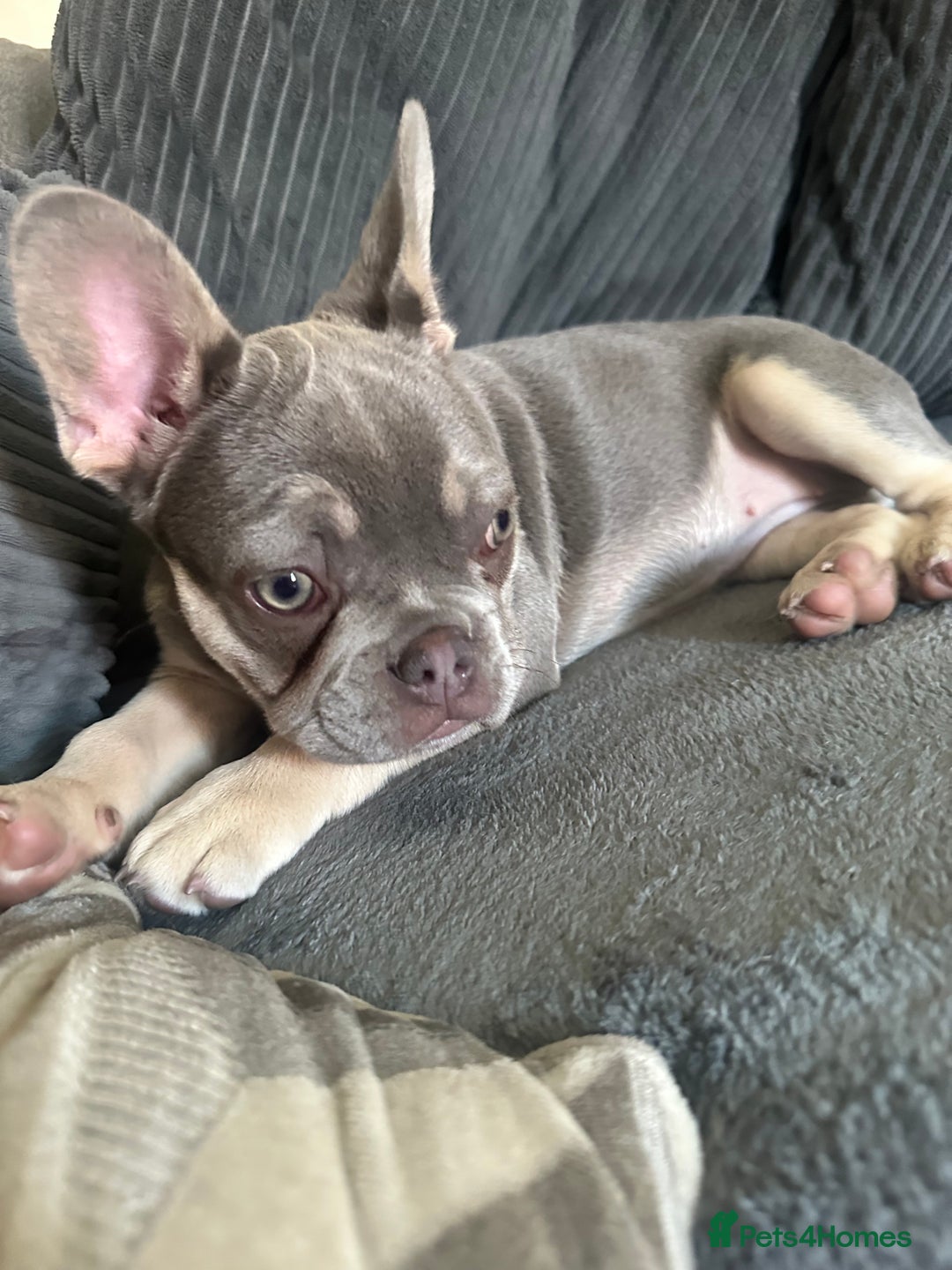 Dachshund dogs for sale: READ AD -Miniature daschund and Isabella Frenchie  - Image 2