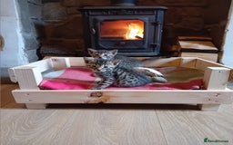 Bengal cats for sale: 6 Stunning Bengal Cross Kittens – Ready 31/10/2025 - Image 25