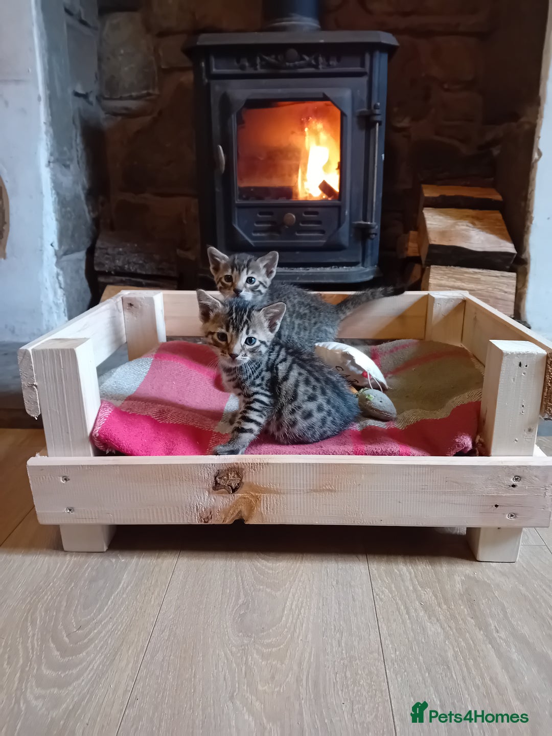 Bengal cats for sale: 6 Stunning Bengal Cross Kittens – Ready 31/10/2025 - Image 25