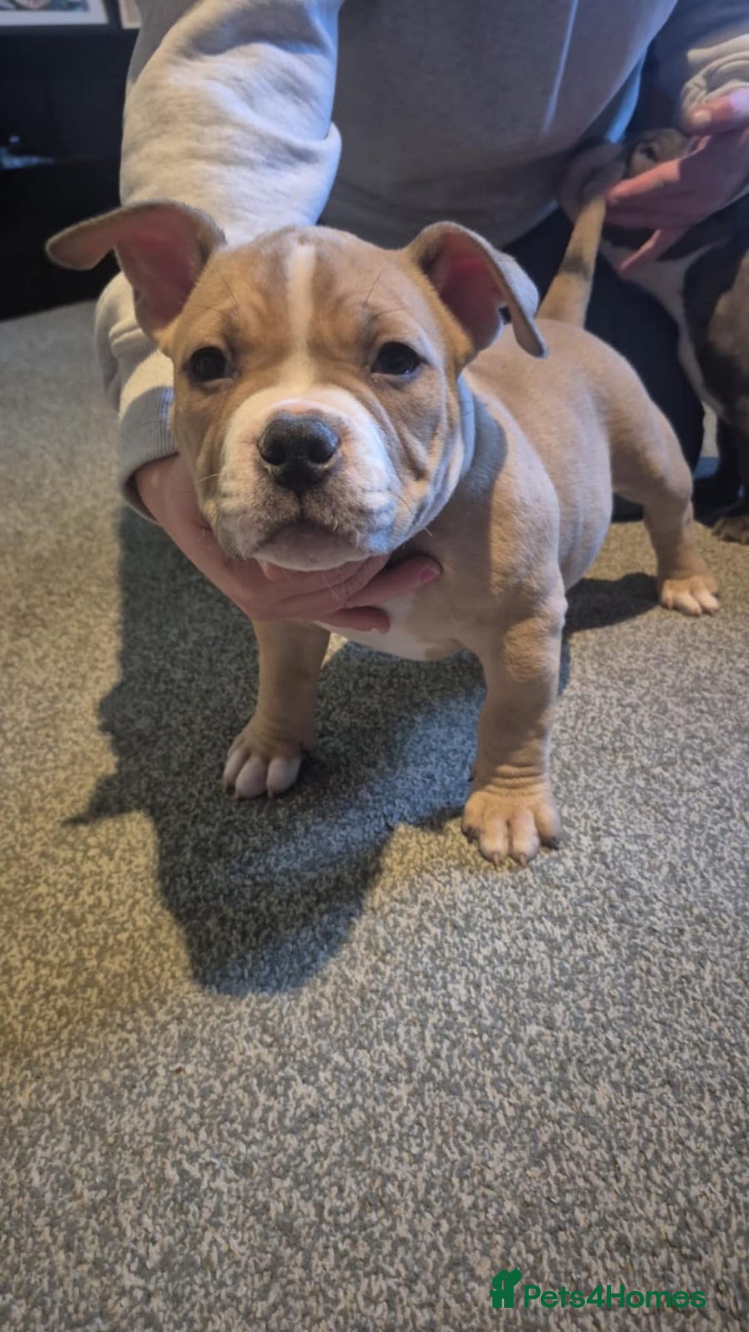 American Bully dogs for sale: 3 American bully’s males  - Advert 5