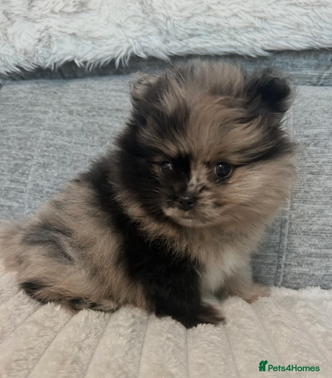 Pomeranian dogs for sale: Rare split face Merle teddy Pom puppy - READY NOW in Kingswinford - Advert 9