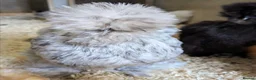 Chickens poultry for sale: Purebred Polish & USA Silkie Pekins Available  - Advert 10