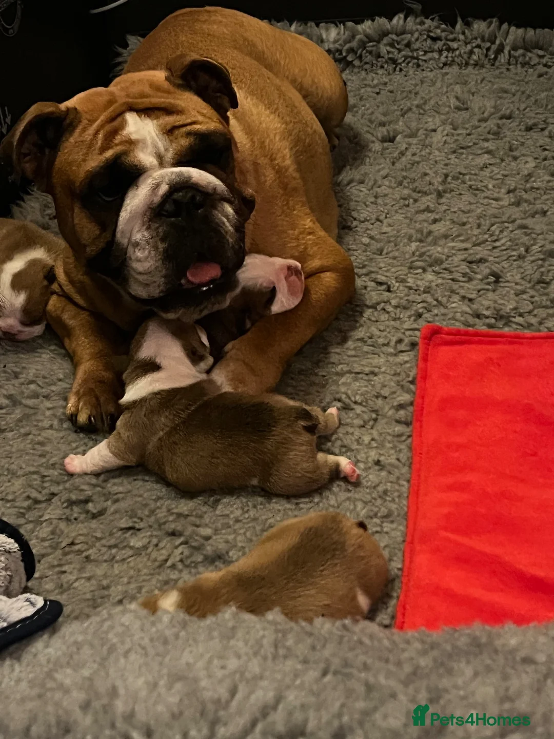 English Bulldog dogs for sale: KC registered Red and White chunky puppies  - Advert 1