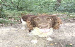English Springer Spaniel dogs for stud: Salrowbra Gundogs at Stud in Ossett - Image 4
