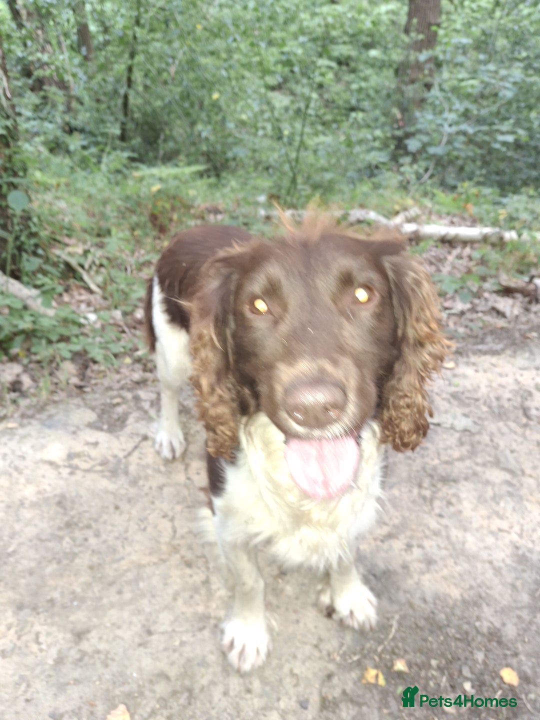 English Springer Spaniel dogs for stud: Salrowbra Gundogs at Stud in Ossett - Image 4