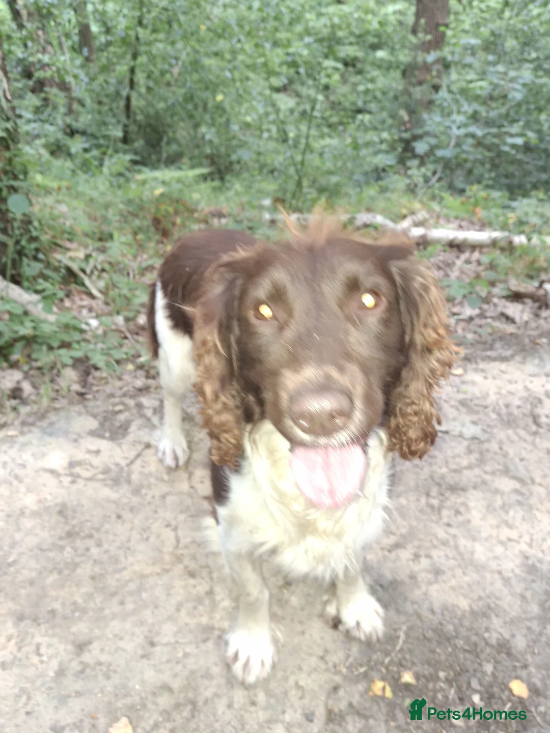 English Springer Spaniel dogs for stud: Salrowbra Gundogs at Stud in Ossett - Advert 4