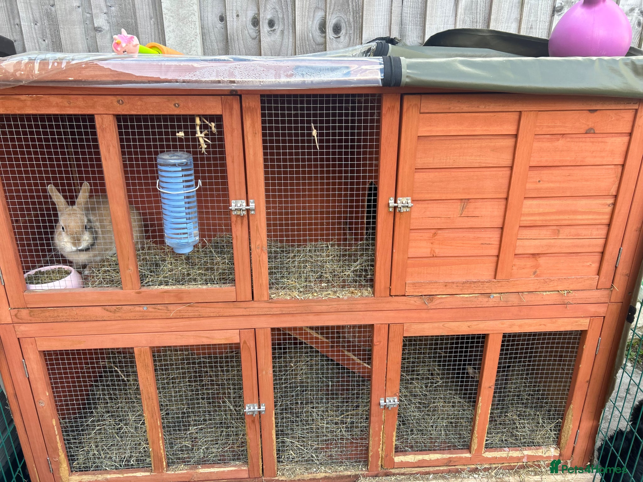 Mixed Breed rabbits Female Rabbits x2 - Advert 1