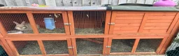 Mixed Breed rabbits for sale: Female Rabbits x2 in Ormskirk - Advert 1