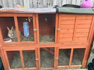 Mixed Breed rabbits Female Rabbits x2 - Advert 3