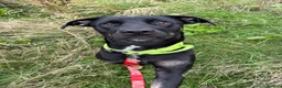 Mixed Breed dogs for sale: Belgain Malinois x Cane Corso  in Chesterfield - Advert 1