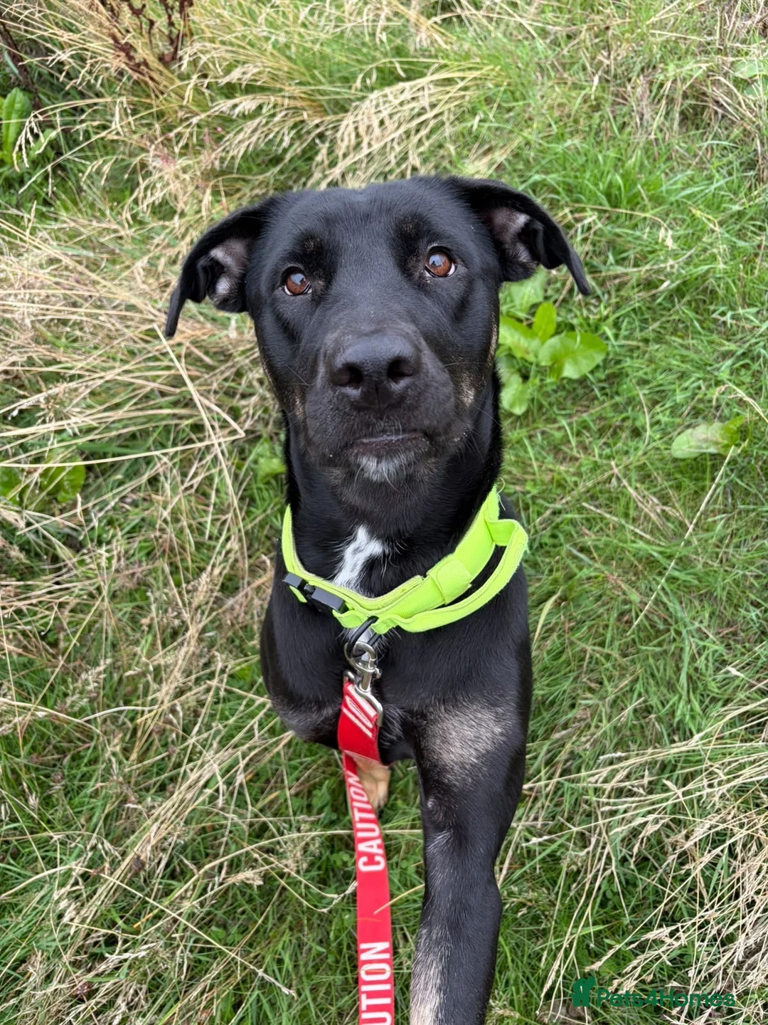 Mixed Breed dogs for sale: Belgain Malinois x Cane Corso  in Chesterfield - Advert 1