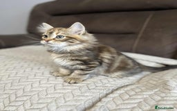Siberian cats for sale: Purebred- Hypoallergenic Siberian Kittens - Image 34